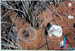 Литопс аукампа