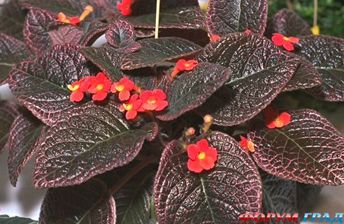 Эписция  'Kee Wee'