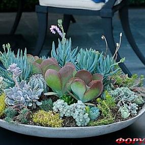 Композиции из суккулентов