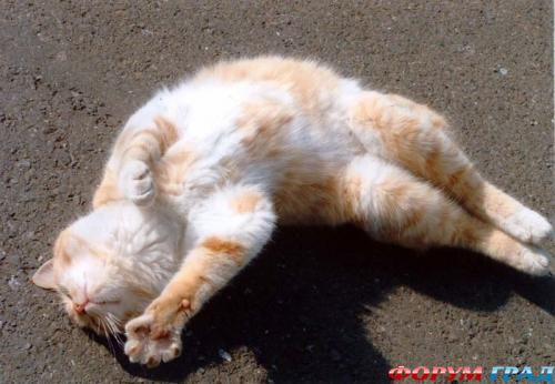 Забавные кошки