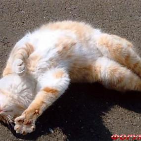 Забавные кошки