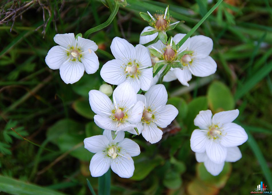 Белозор болотный