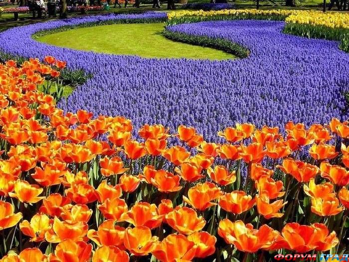 цветы Голландии