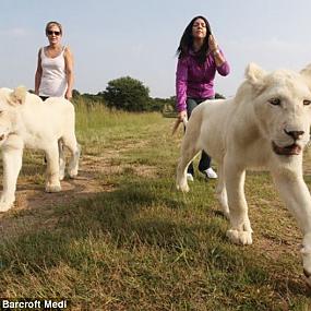 Прогулки с белыми львами