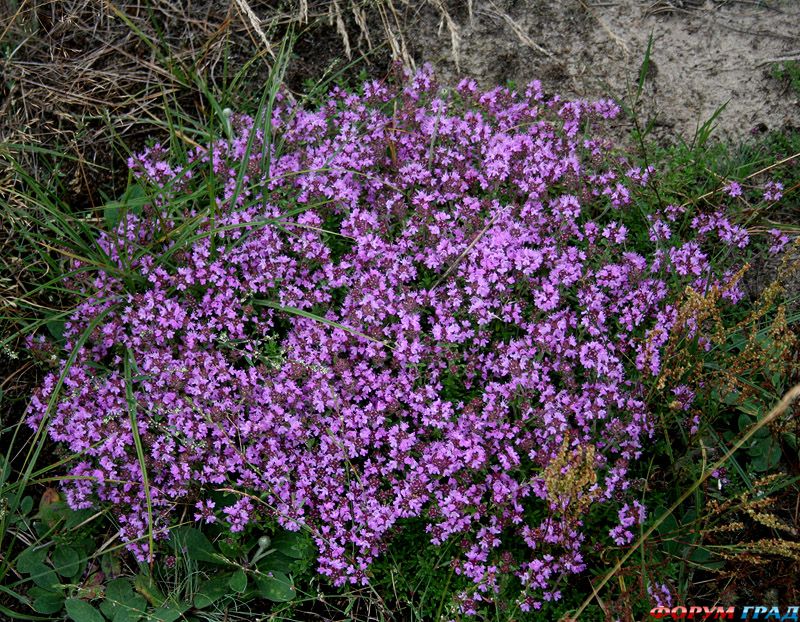 Thymus serpyllum