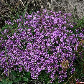 Thymus serpyllum