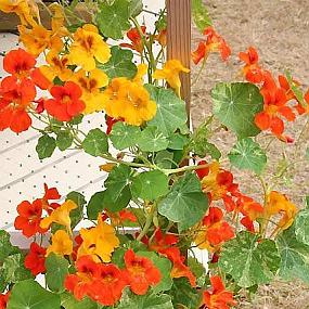 нстурция плетстая