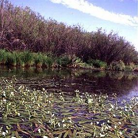 стрелолимт