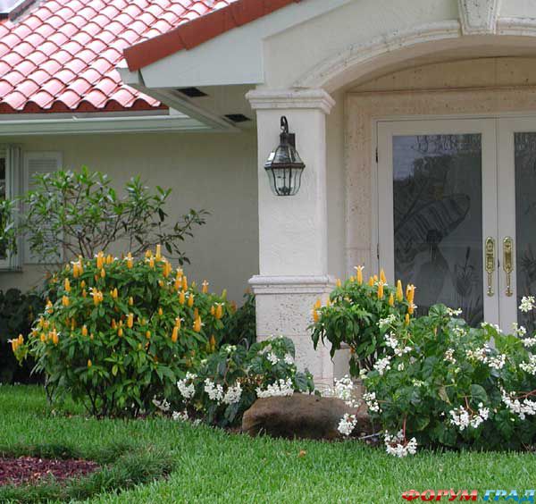 пахистахис