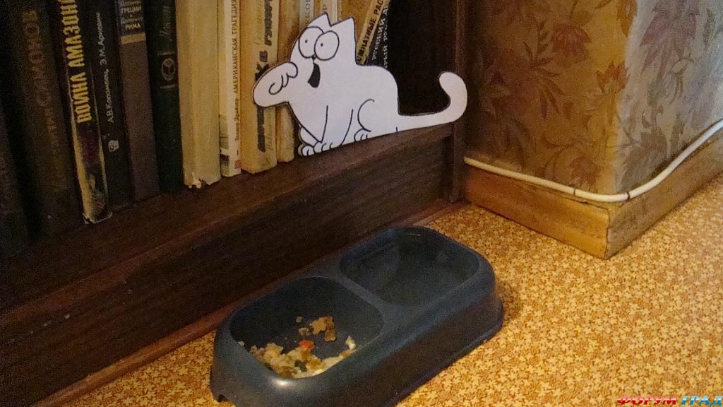 С котиком Саймоном