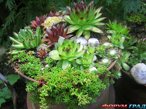 Композиции из суккулентов