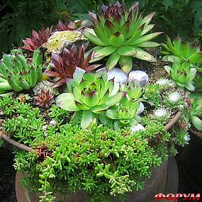 Композиции из суккулентов