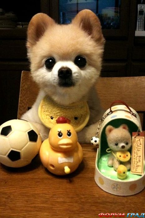 Живая игрушка