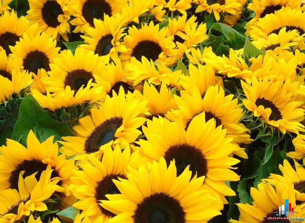 подсолнечник отднолетний