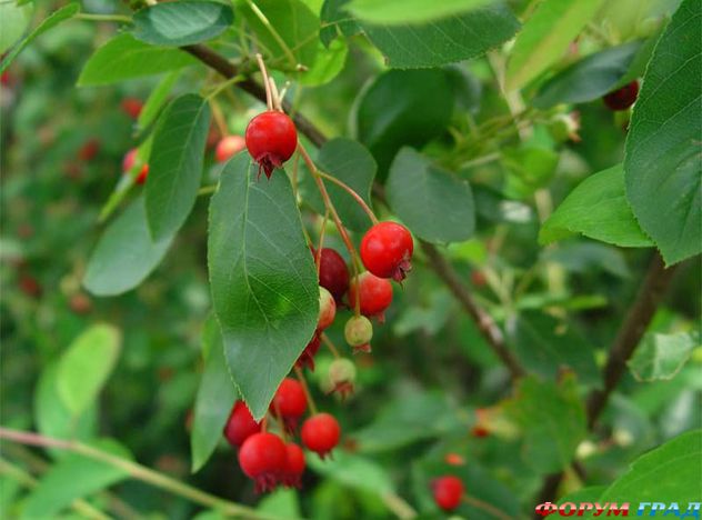 Amelanchier canadensis