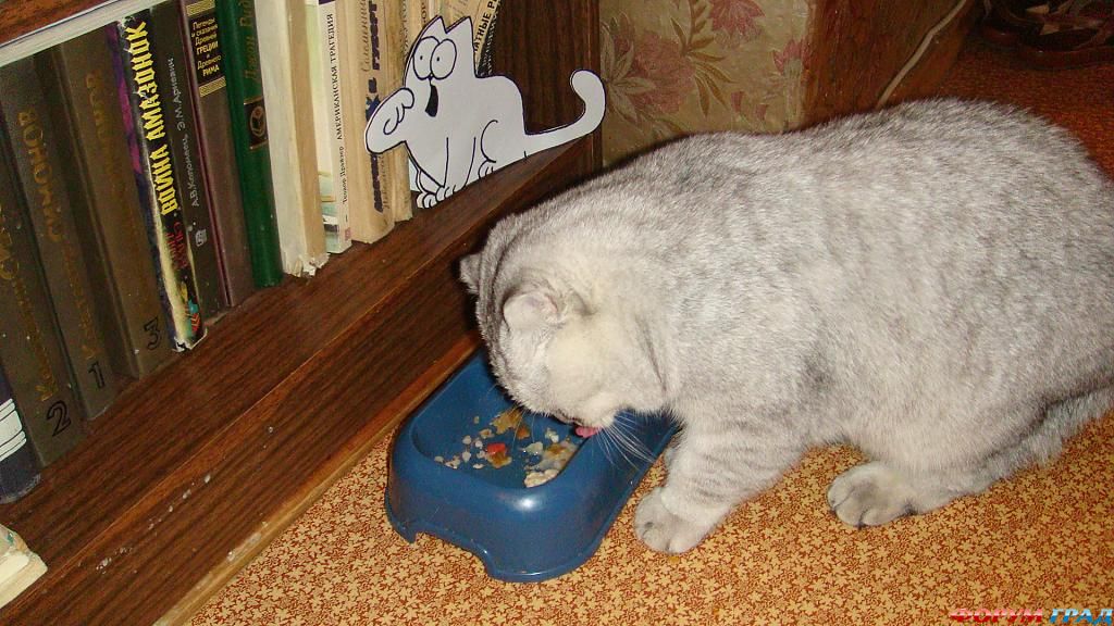 С котиком Саймоном