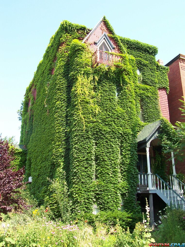 Дом с плющем6