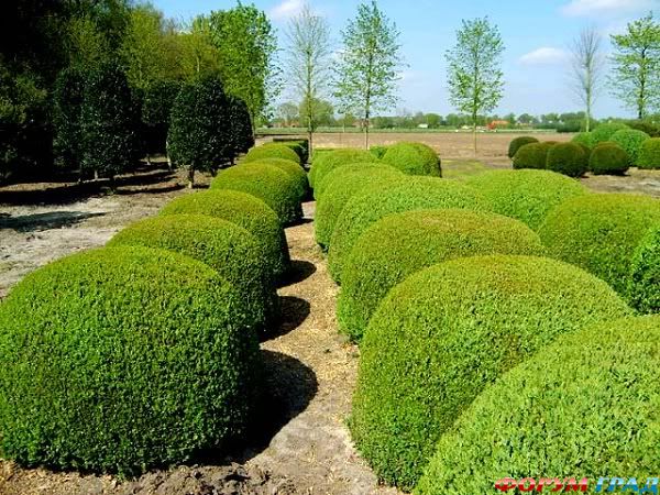 Топиар в виде шара