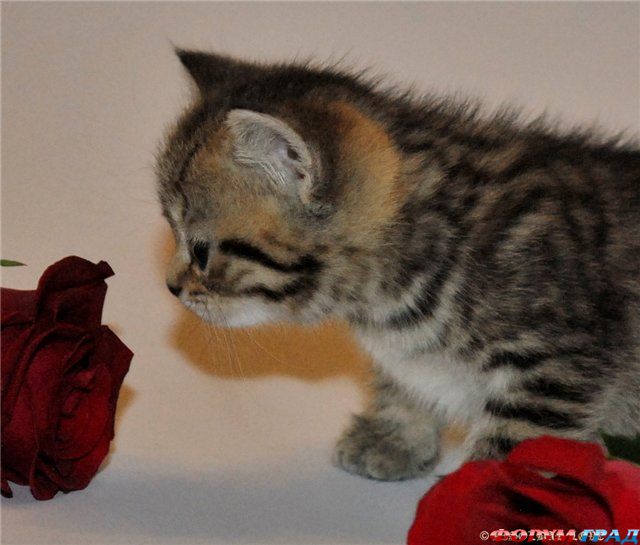 Британские котята