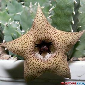 Huernia barbata