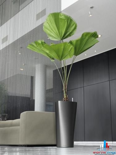 Ликуала пальма