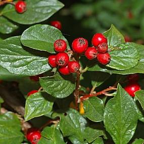 6 cotoneaster