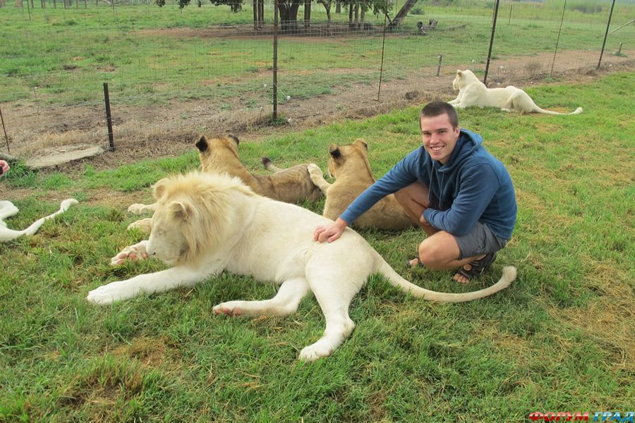 Львы на отдыхе