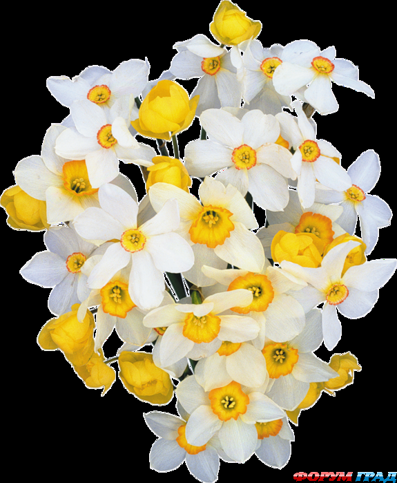 Букет из нарциссов