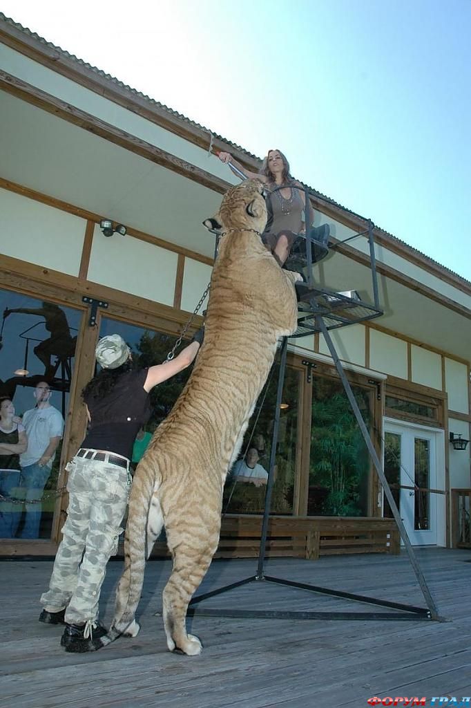 дикая кошка