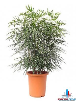 Дизиготека