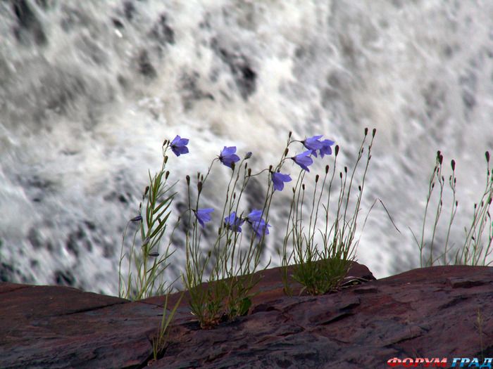 горные цветы