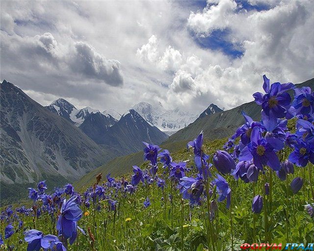 горные цветы