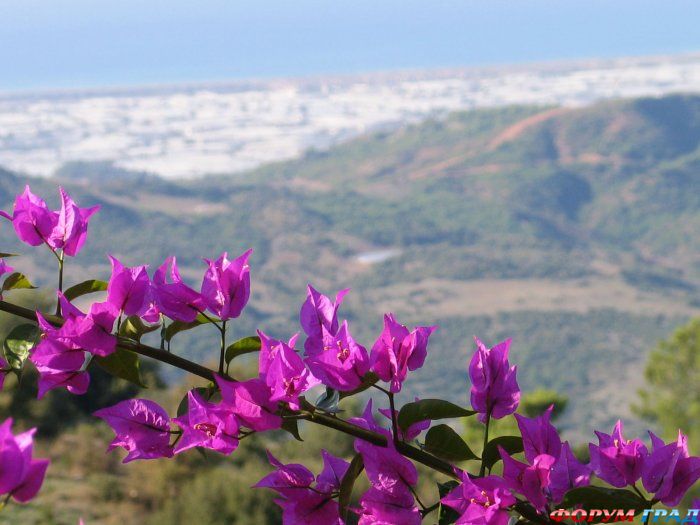 горные цветы