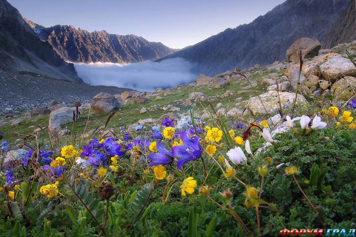 горные цветы