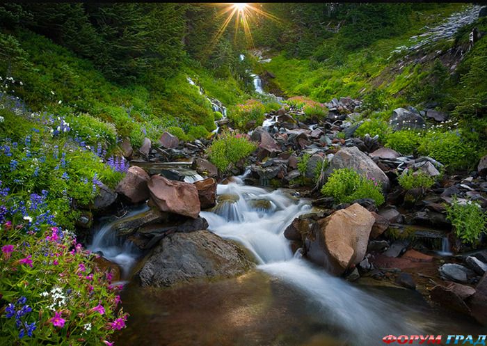 горные цветы