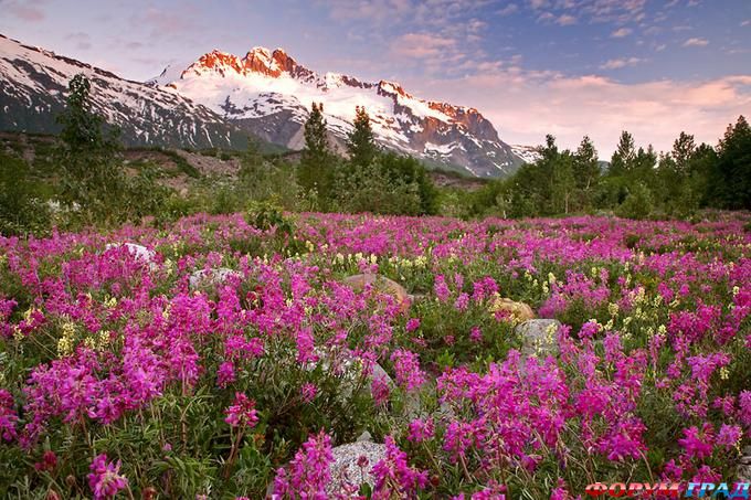 горные цветы