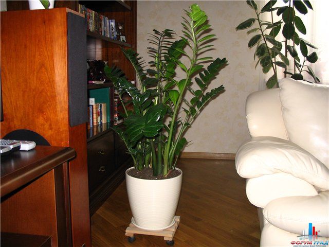 Заммиокулькас