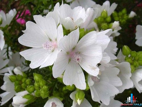 Просвирник мускусный