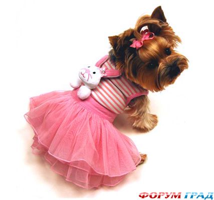 одежда для собак