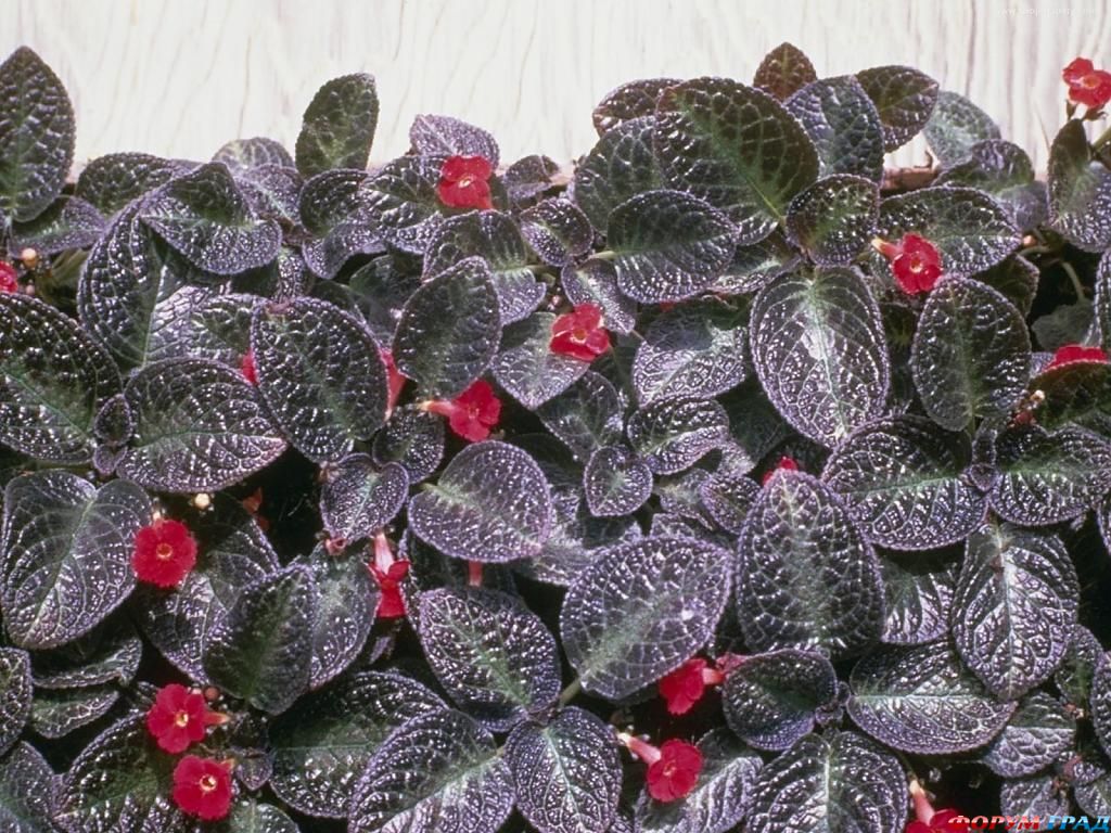 Episcia cupreata