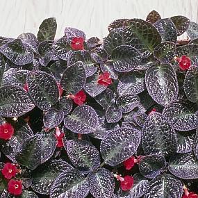 Episcia cupreata