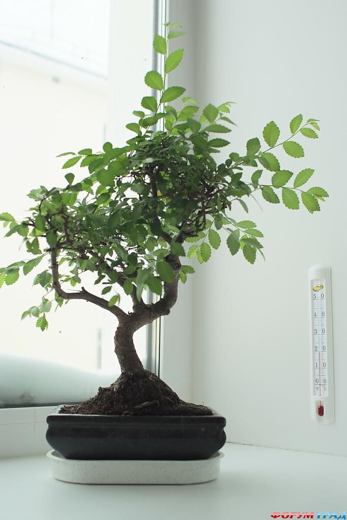 бонсай из вяза