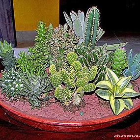 Композиции из суккулентов