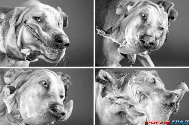 питомцы отряхиваются