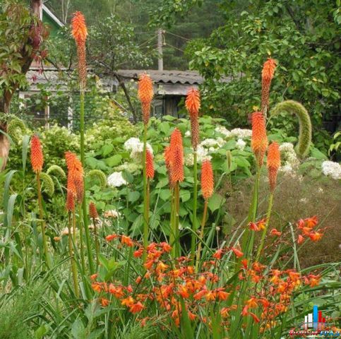 Книфофия ягодная