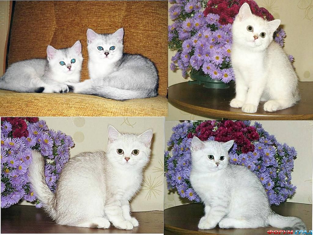 Котята британцы
