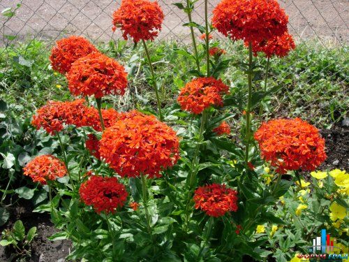 Буквица крупноцветковая