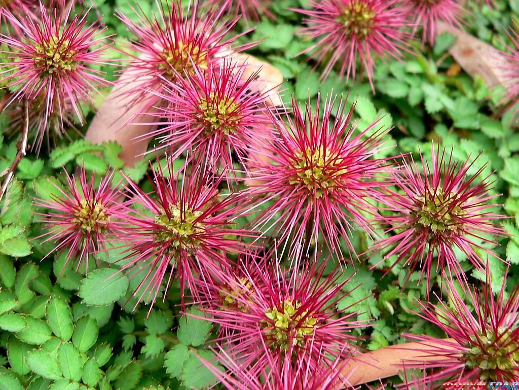 acaena magellanica magellanica 1