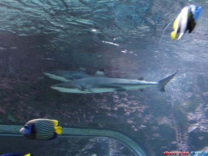 аквариум норвегия