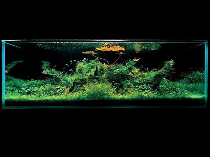 японские аквариумы